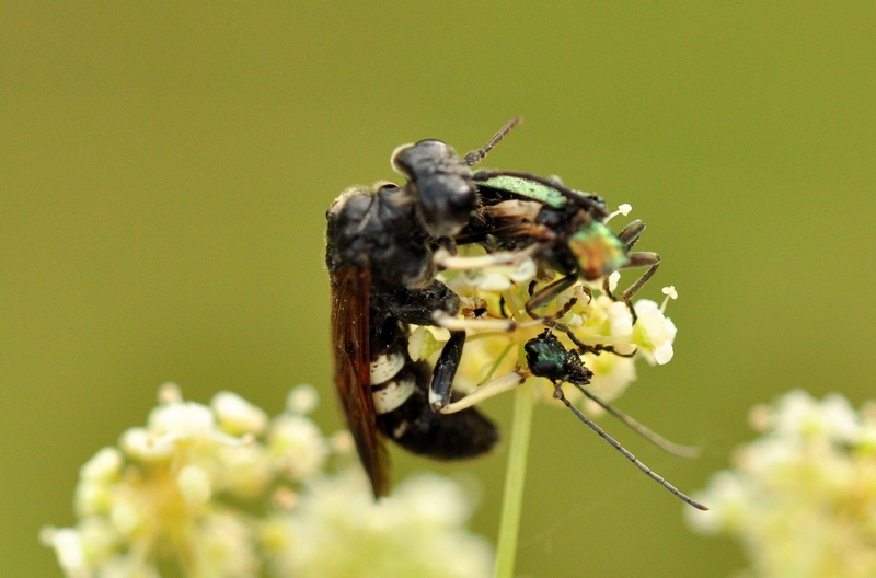 Tenthredinidae predatrice divora un''Oedemera sp.